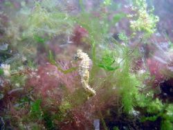 Seahorse, Black Sea 2004 by Serban Virgil Ionescu 